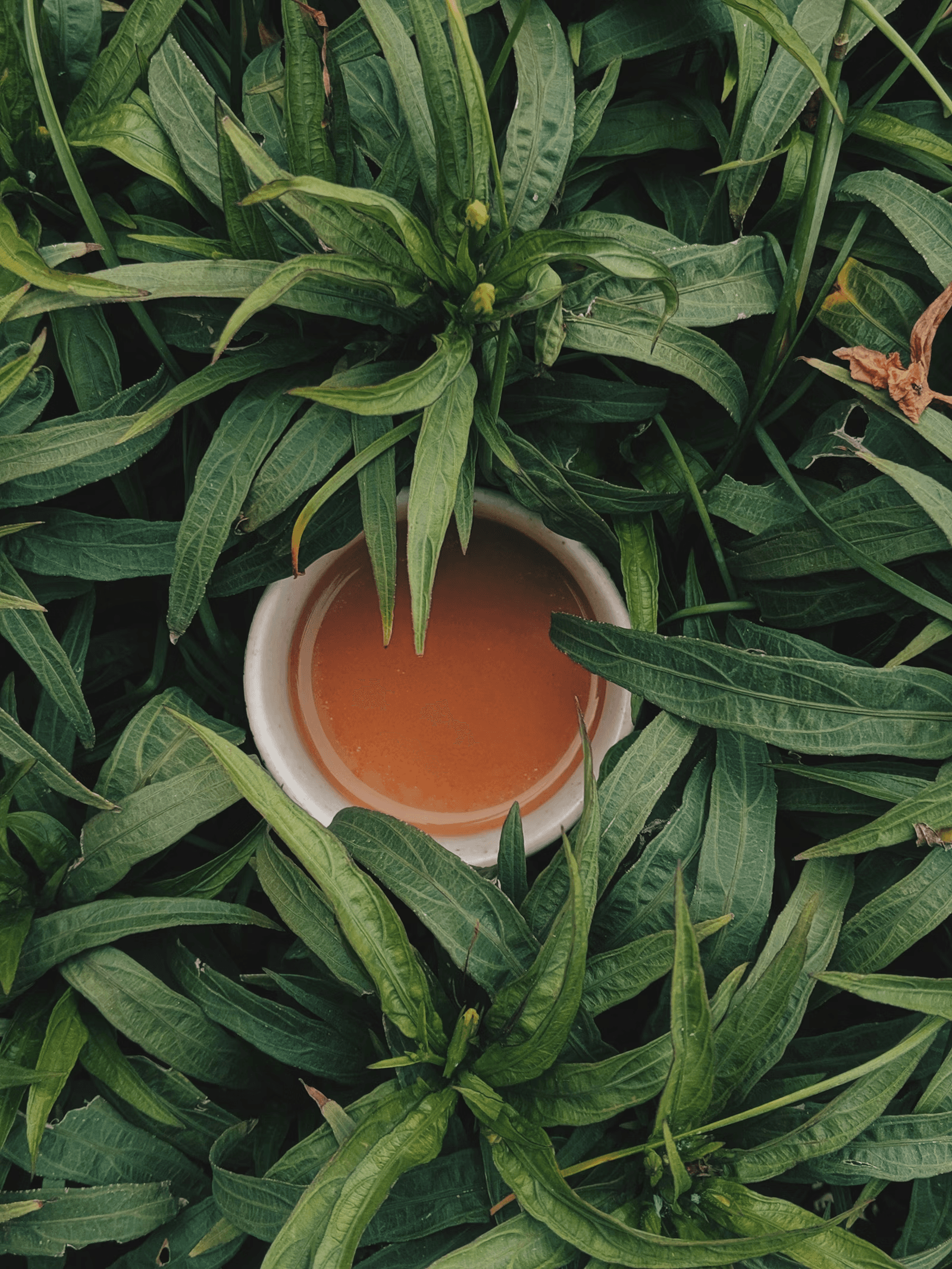 Guayusa leaf